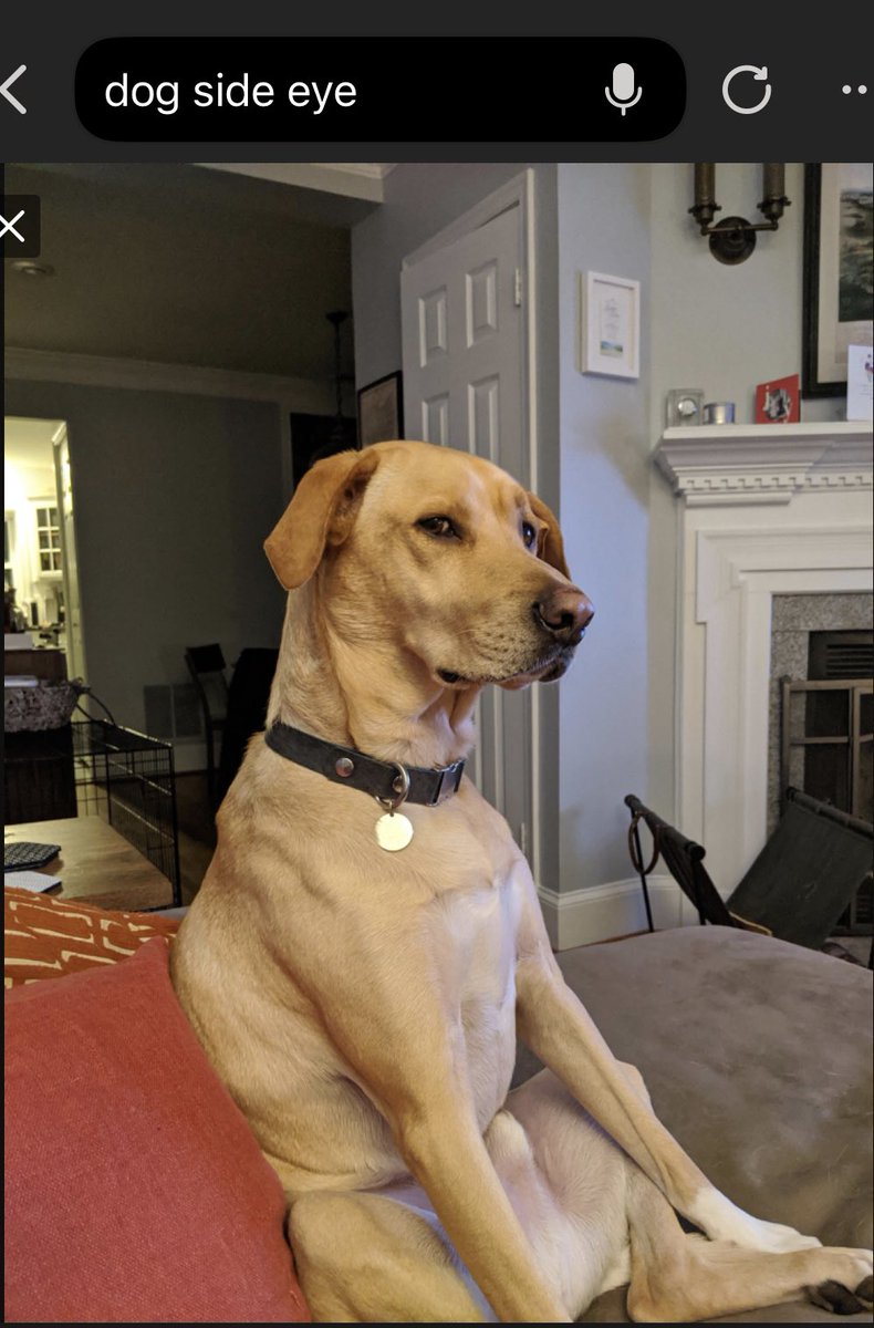 cbowdarealis tweet media