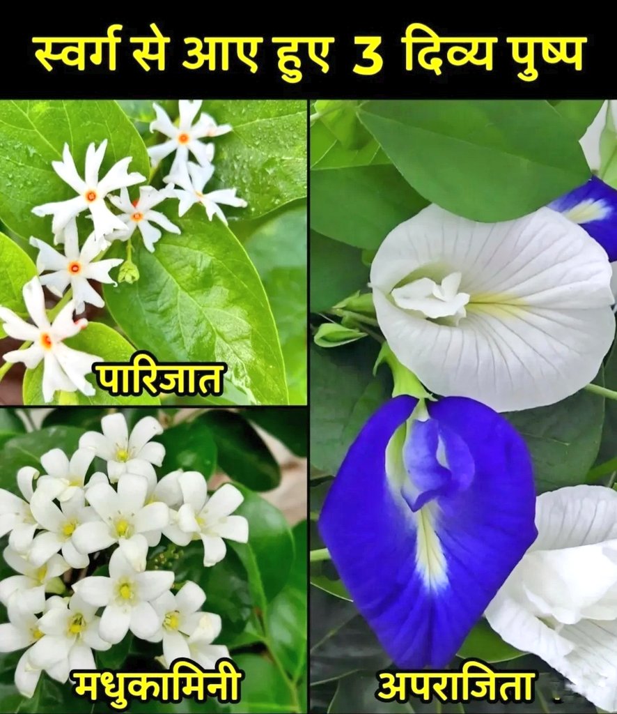 SuchetaSagar's tweet image. यह तीनों पुष्प – पारिजात, मधुकामिनी और अपराजिता – न केवल सुंदर और दिव्य माने जाते हैं, बल्कि इनका उल्लेख पुराणों, आयुर्वेद और लोक परंपराओं में भी मिलता है। इन्हें स्वर्ग से उतरे दिव्य पुष्प माना गया है, क्योंकि ये आध्यात्मिक, औषधीय और धार्मिक दृष्टि से विशेष महत्व रखते हैं।

🌸…