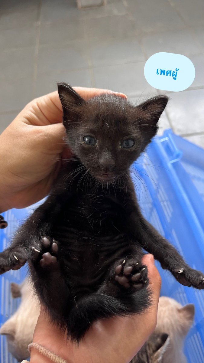 หาบ้านให้ลูกแมว 🏡💘🐈‍⬛
แม่น้องๆเป็นแมวจร สงสารเด็กๆ ไม่อยากให้โตไปลำบาก ตอนนี้เลี้ยงในห้องระบบปิดกับแม่ ปลอดภัย💯 ดูแลอย่างดี
- เพศกับลักษณะเด่นในรูป
- อายุประมาณ 2-3 สัปดาห์
- กินนมแม่ สุขภาพแข็งแรง
- ย้ายบ้านหลังจากได้รับวัคซีน ✅
📌 พิกัด : สยาม สามย่าน กทม
#หาบ้านให้แมว