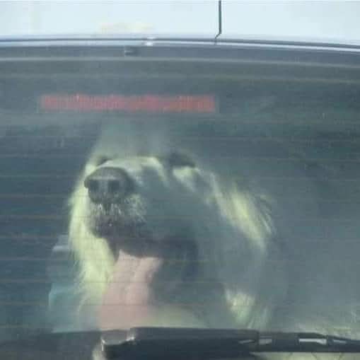 CuoreIschitano's tweet photo. La polizia dice che se vedi un cane chiuso in una macchina quando fa molto caldo, devi fare una foto e poi rompere il finestrino. In questo modo non sarai accusato di danni criminali e la polizia avrà prove per portare i proprietari di questi cani ai tribunali.
⬇️ https://t.co/8wT6WqMJwh