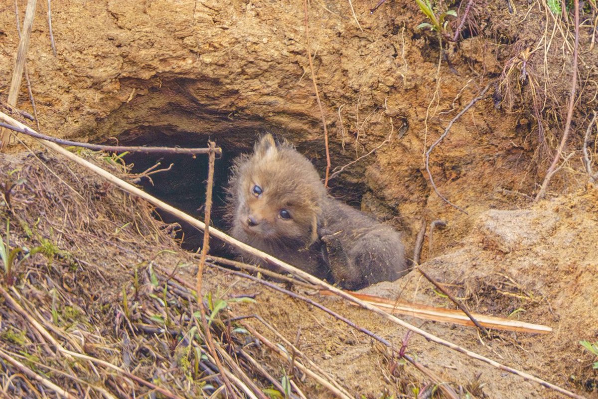 maichon58's tweet image. はじめてのかきかき🦊
こうかな?
#北海道 #HokkaidoLove #北海道が美しい #東京カメラ部 #キタキツネ