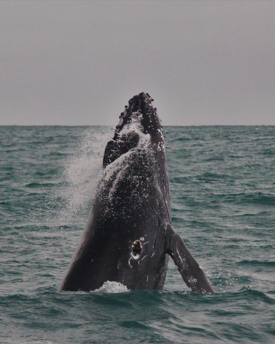 We are well into the Humpbacks migratory period here in Kaikōura — they just can't resist putting on a show for us! 📷 #WhaleWatchKaikoura #Kaikoura