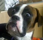 I hear they have service dogs for veterans.
I could use one that mows lawns.