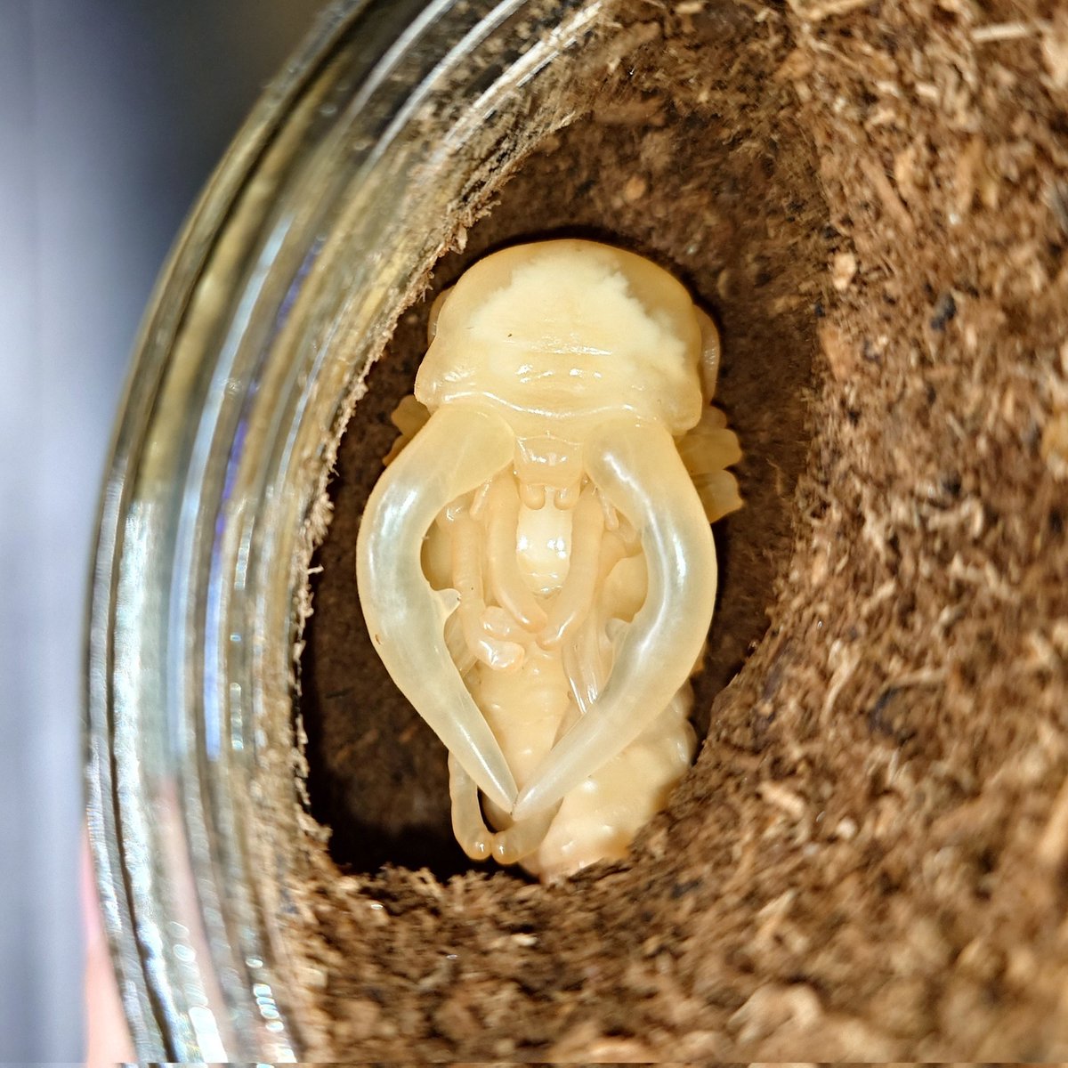 jlbeetle's tweet photo. Prosopocoilus dissimilis elegans

Pupa 11.1g https://t.co/75Uiu0UkIW