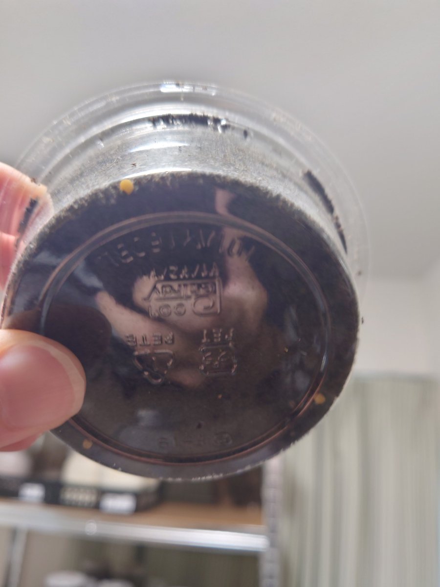 ケルブスミヤマの試し割り実施！
結果4卵でした！
もう少し産んでもらいます😊