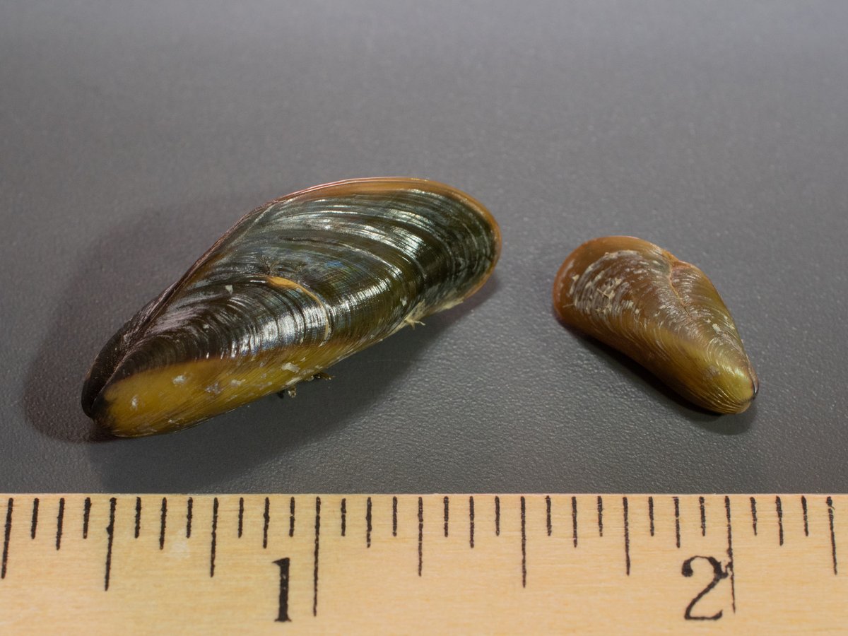 USFWS's tweet photo. Invasive zebra, quagga and golden mussels are damaging U.S. ecosystems and driving the decline of native mussel species. Stop the spread of invasive mussels by cleaning your gear before leaving the water.
#CISAW #PlayCleanGo https://t.co/Upmg63VdQH