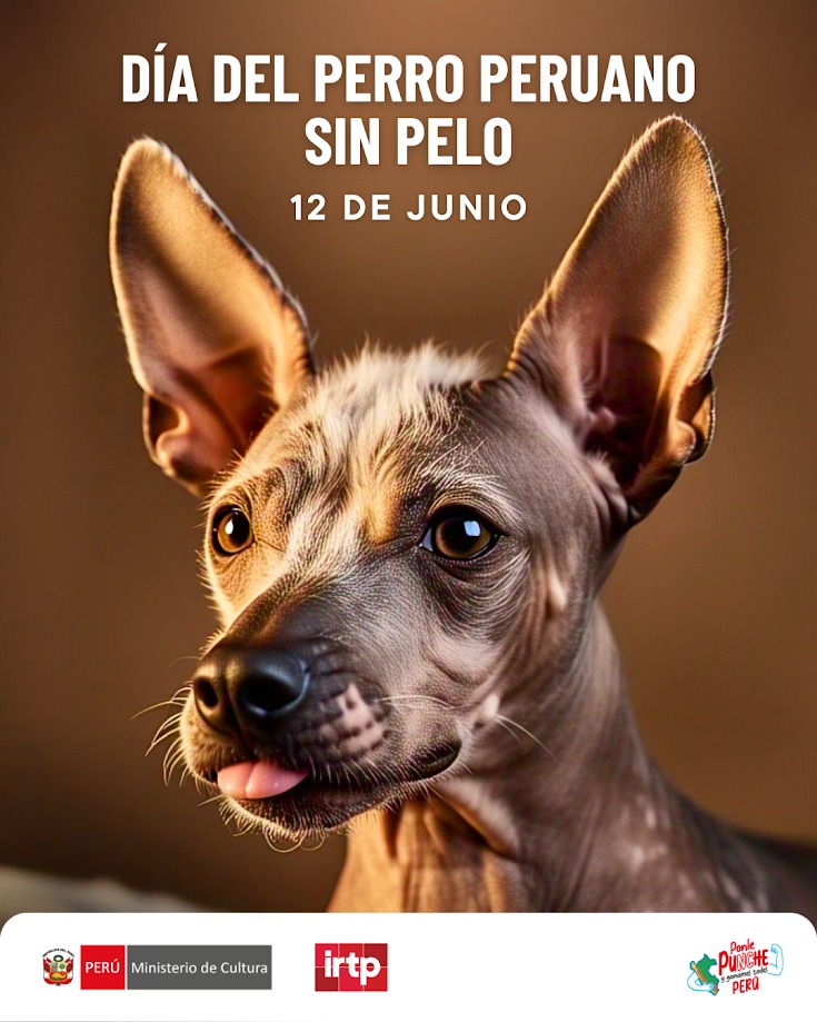 IRTP_Oficial's tweet photo. 🐶❤ Hoy celebramos al perro peruano sin pelo, raza ancestral y Patrimonio Cultural del Perú. 🦴🐾 

Leal, noble y lleno de historia, es parte viva de nuestra identidad y orgullo nacional. 🇵🇪🐕 

¡Feliz día a este gran compañero! ❤🐶 

#PerroPeruanoSinPelo #IRTP #NosUne https://t.co/3aWsRaF6uG