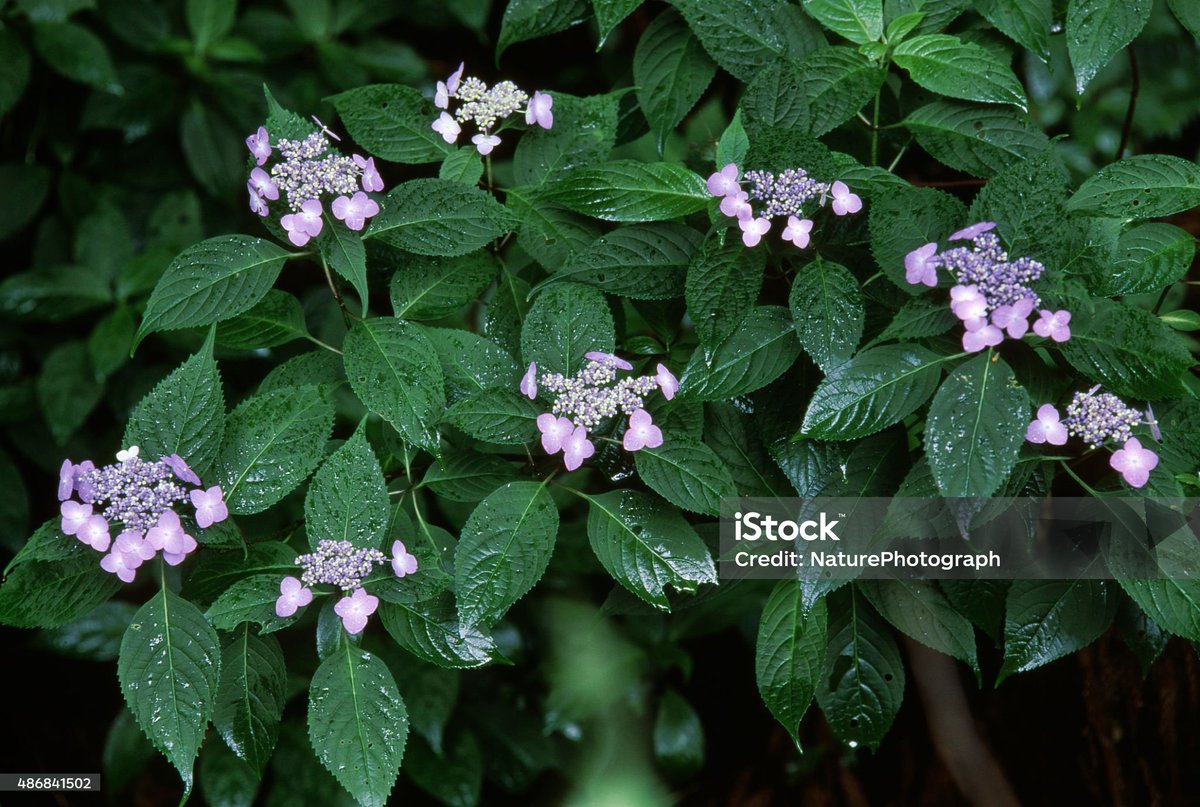 velvia100's tweet photo. Hydrangea macrophylla (Blooming in rainy season)
Shiga prefecture Takashima city
https://t.co/fOA7GUiLFr
#Summer #earlysummer #rainyseason #flower #petal #hydrangea #lacecaphydrangea #Hydrangeamacrophylla #bisexualflower #ornamentalflower #bud #leaves #rain #Landscape #Japan https://t.co/VBqZ5Nu9QG