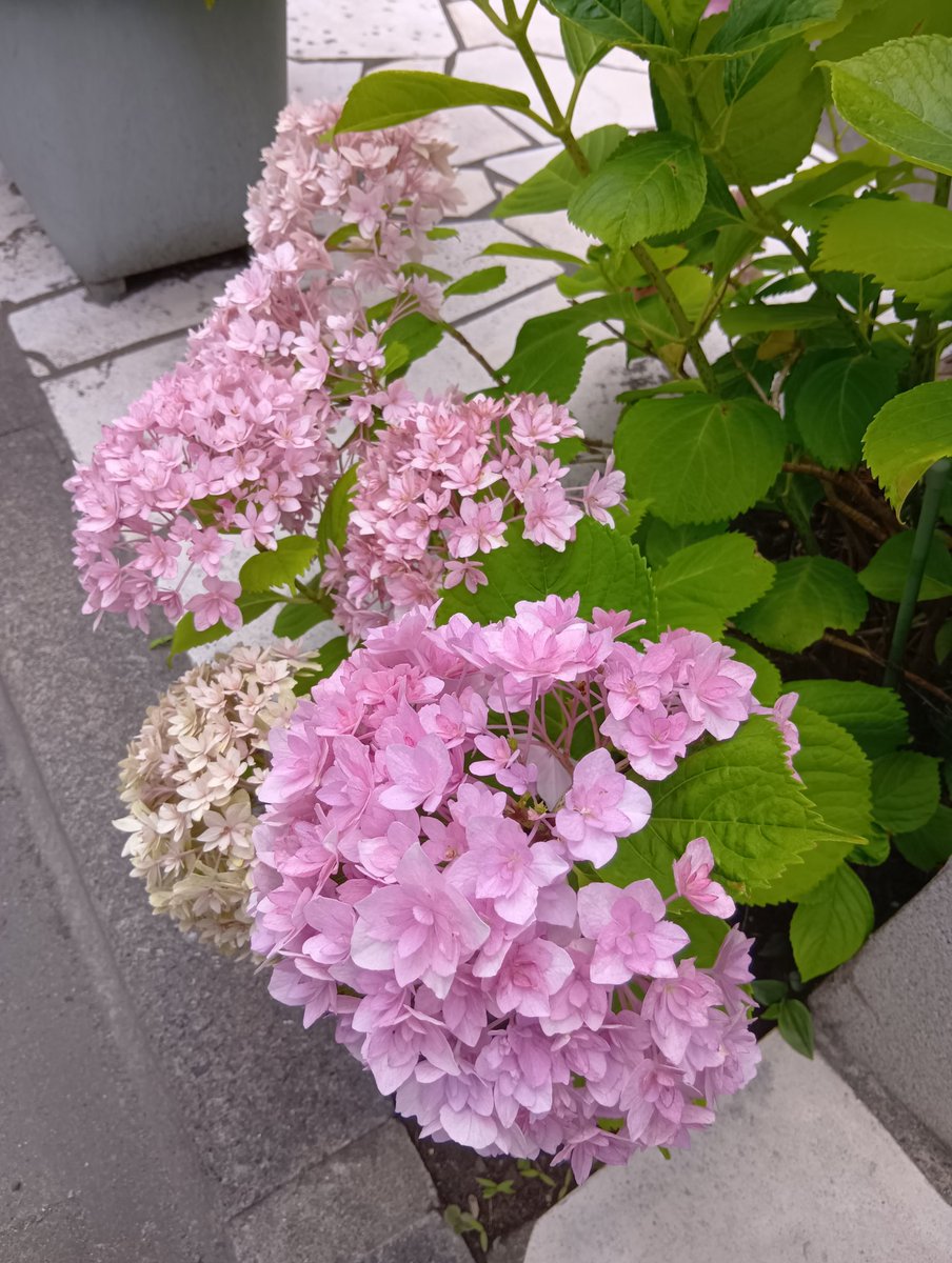 今日の手洗いも、百人一首から、大中臣能宣さんとともに。

み垣もり
衛士のたく火の
夜はもえ
昼は消えつつ
ものをこそ思へ

おはようございます
今日を佳い日に出来ますように🤗

優しいピンクが足元に