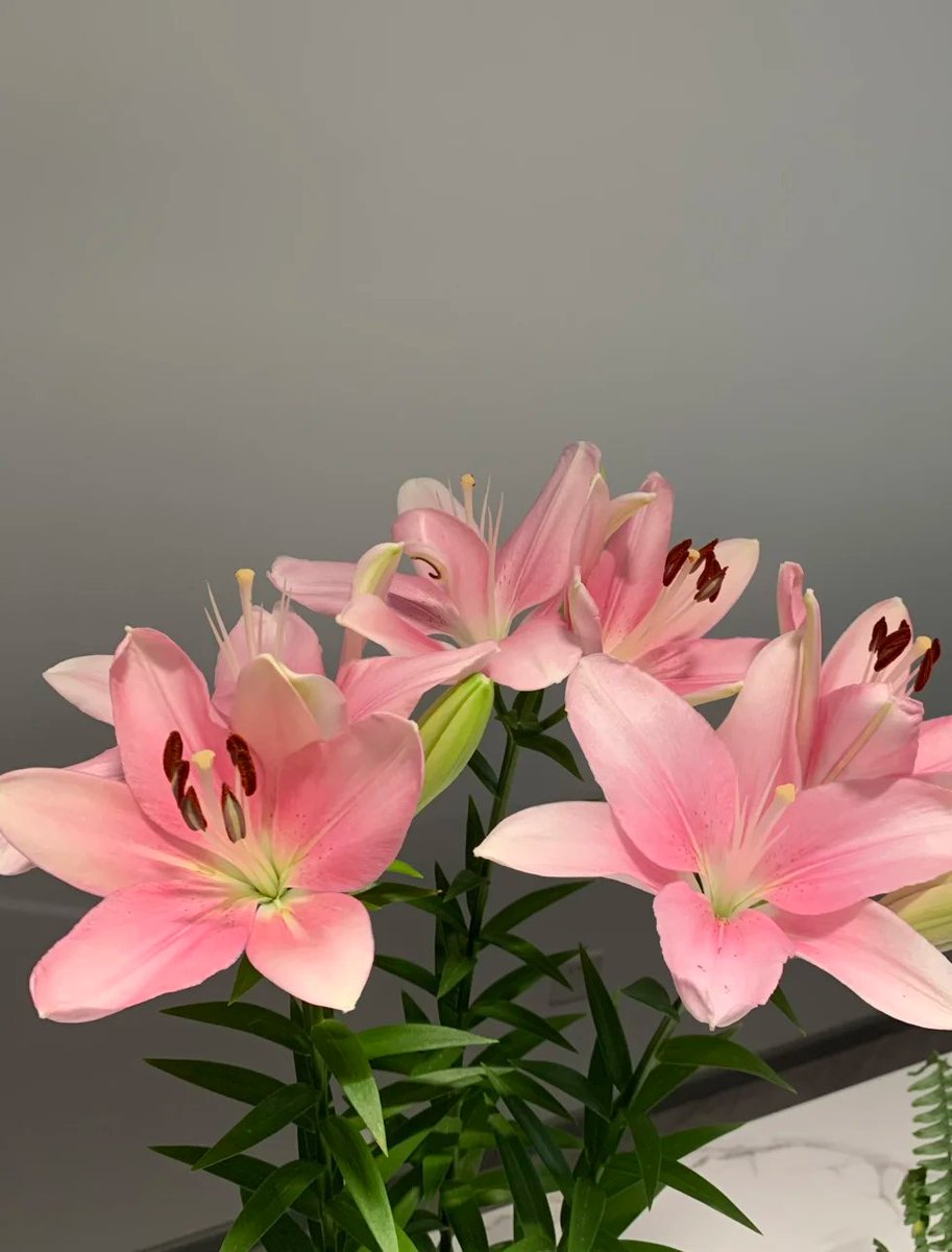 それぞれの花は、自然が私たちのために編み込んだ夢のようです。🌷