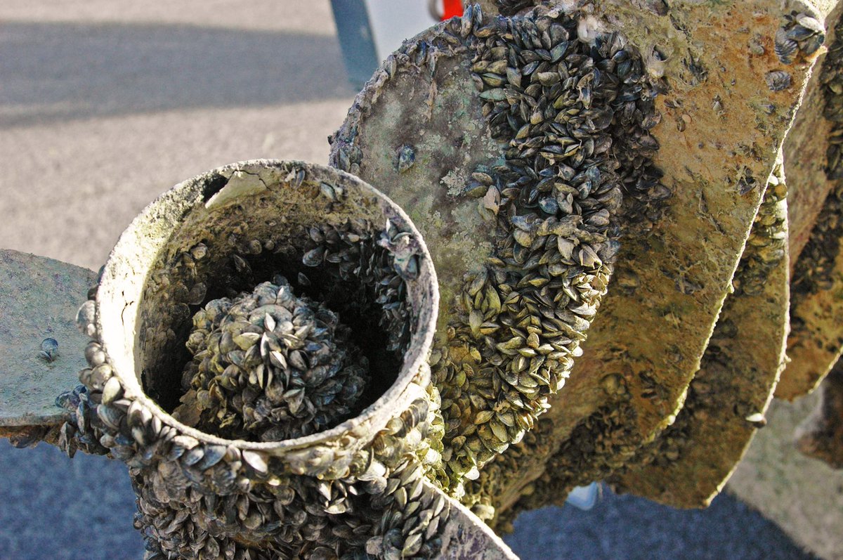 USFWS's tweet photo. Invasive zebra, quagga and golden mussels are damaging U.S. ecosystems and driving the decline of native mussel species. Stop the spread of invasive mussels by cleaning your gear before leaving the water.
#CISAW #PlayCleanGo https://t.co/Upmg63VdQH