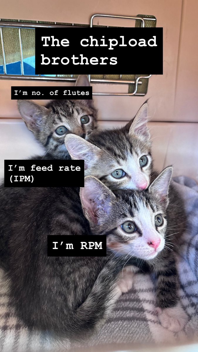 gallagherchase's tweet image. Picked up some foster kitties