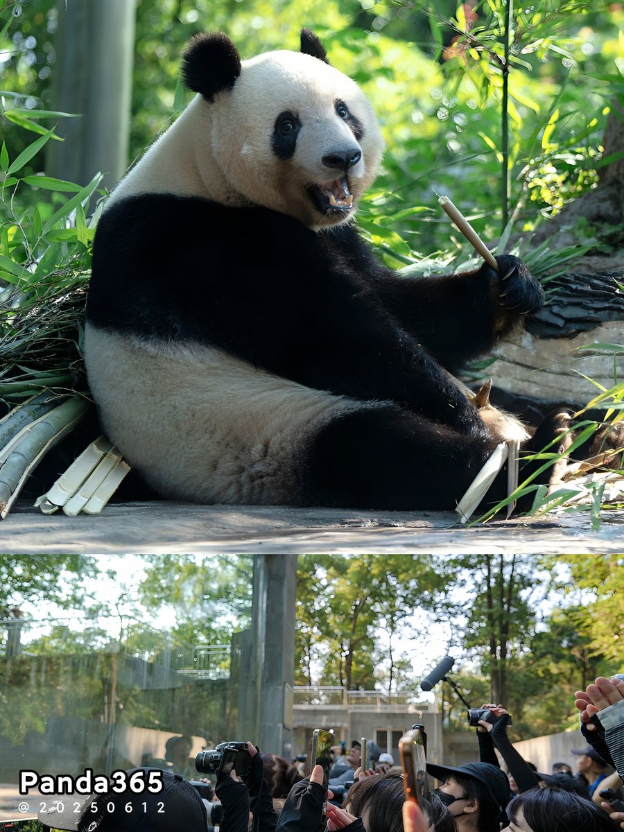 今日はシャンシャンの8歳の誕生日です🎂。午前9時半、天気に恵まれ、太陽が燦々と輝いています🌞！お姫様（シャンシャン）はとても喜んでいます😍。大勢のファンが、彼女の誕生日を祝いに来てくれたからです🤗！‌
📸20250612🅒Panda365@Ya'an
#xiangxiang #シャンシャン #パンダ #China #Sichuan