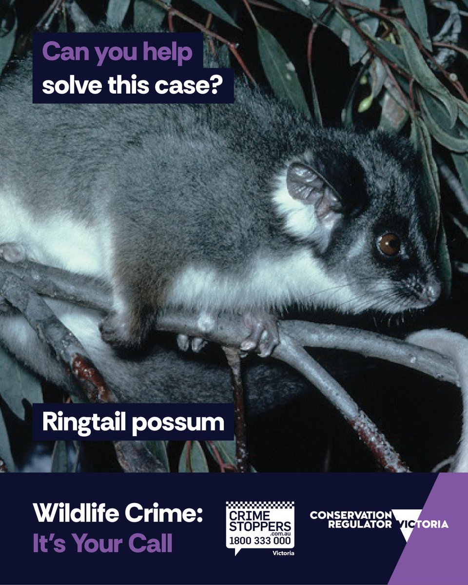 Public help needed. Do you know something about this wildlife crime?

Even the smallest detail could help solve the case. Learn more: bit.ly/wildlife-crime…

Report what you know — anonymously online or call 📞 1800 333 000.

#UnsolvedWildlifeCrime #HelpUsHelpWildlife