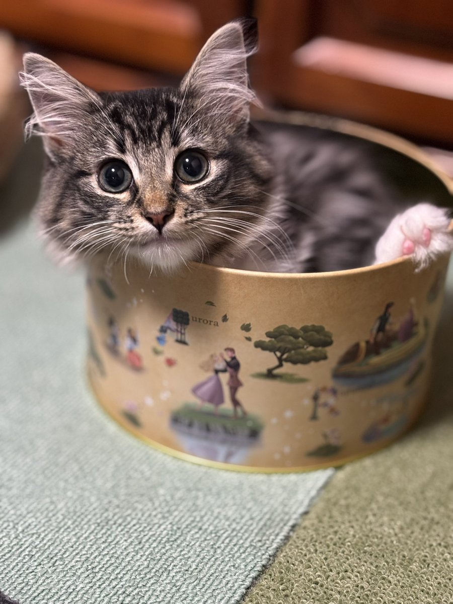 箱入り娘ならぬ缶入り娘
  #ノルウェージャンフォレストキャット 
  #ノルウェージャンフォレストキャット子猫