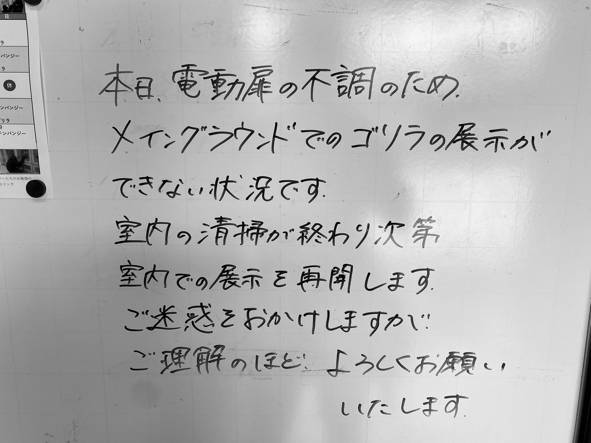 gorilla_iro_no's tweet image. 今週になって初の動物園やのに、電動扉の不調でグラウンドではゴリラ達を見れず😢
動画は今朝のモモタロウです。
#京都市動物園 #ゴリラ #gorilla