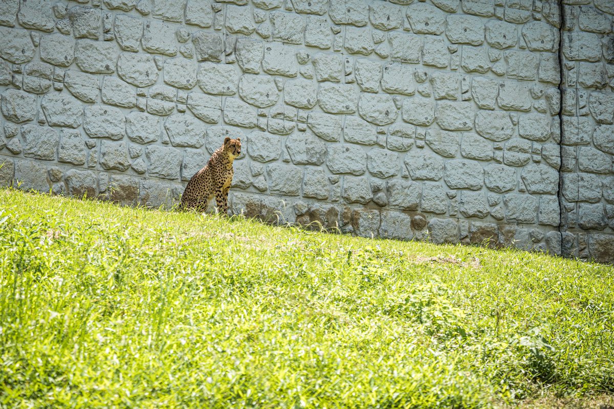 エイトビット tweet media