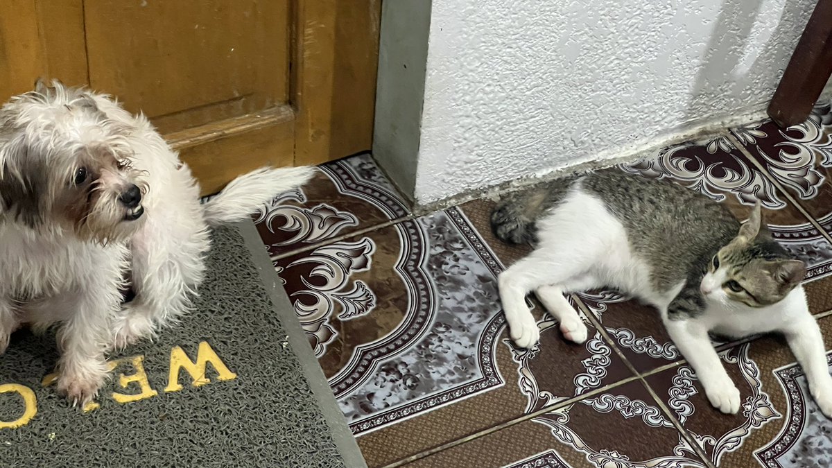 The car is tired now