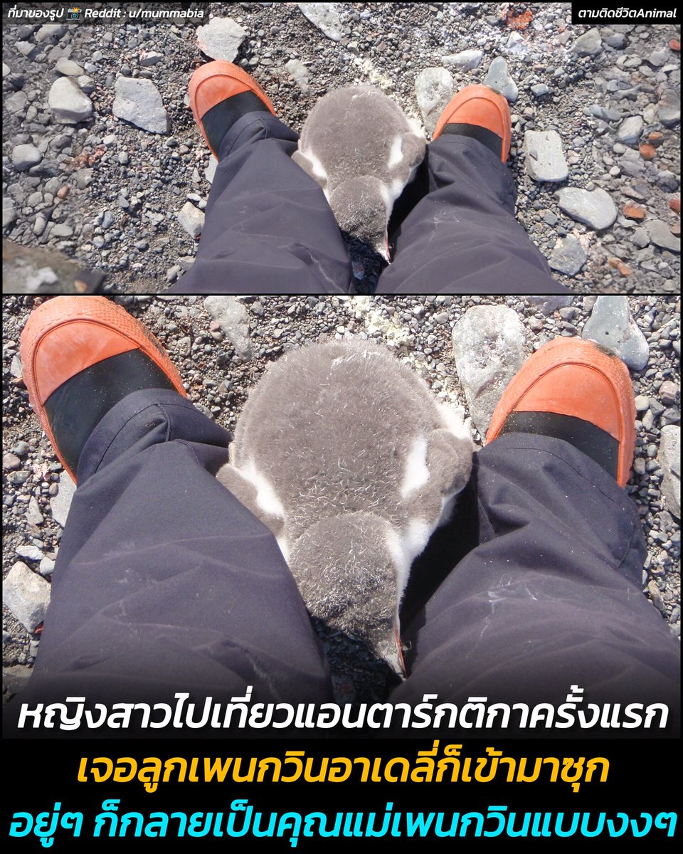 สาวเที่ยวแอนตาร์กติกาครั้งแรก จู่ๆ ก็ได้กลายเป็นแม่เพนกวินแบบงงๆ กลายเป็นความทรงจำที่ไม่มีวันลืม😮🫨🤣
เพนกวิน : เย้แม่กลับมาแล้ว หนูคิดถึงแม่จัง 🥹
อาณาจักรสัตว์โลก มีม&amp;สาระ By ตามติดชีวิตAnimal 
ผู้ใช้เรทดิทชื่อ mummabia ได้แชร์เรื่องราวในระหว่างที่เธอไปเที่ยวที่ขั้วโลกใต้ว่า