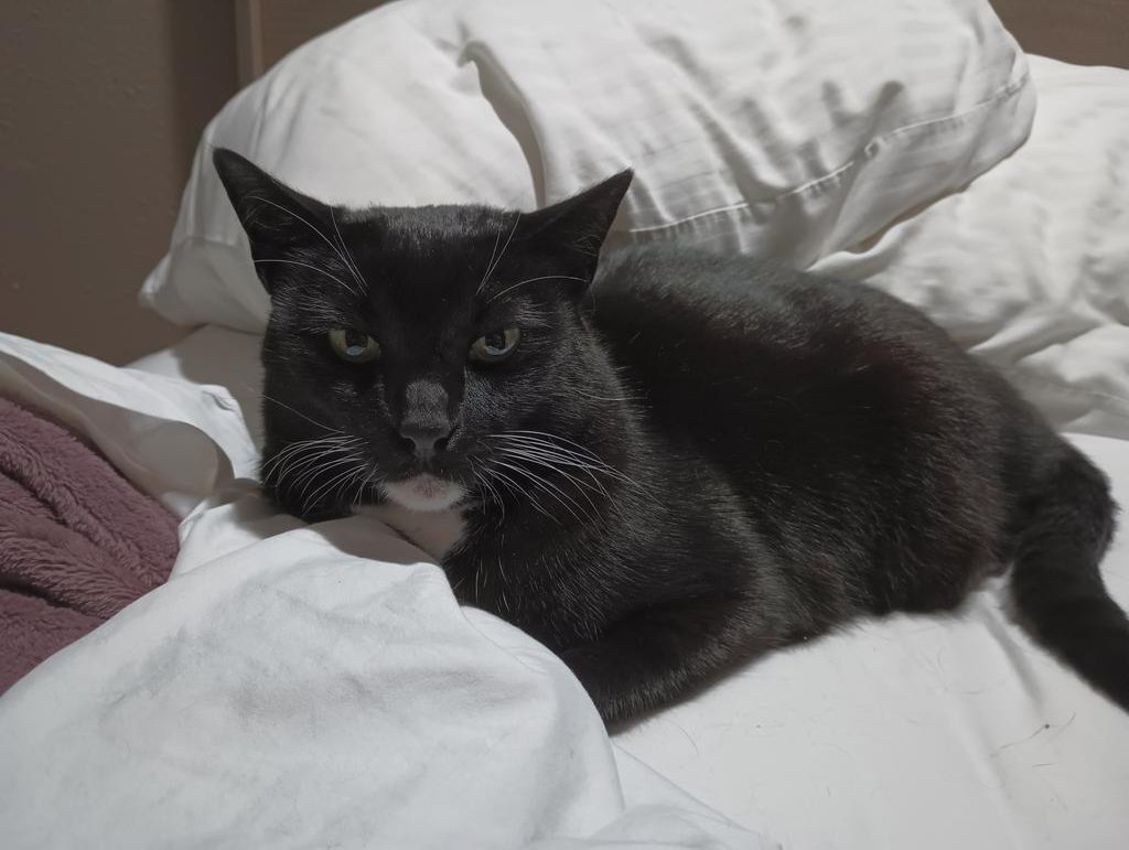 Got to love being distracted. I  need some help with the room in the morning.  I swear, I can't wait for payday next week. I need to drum up $75 for the room. Any help is greatly appreciated! 🙏🙏🙏 
PayPal.me/therealremimew 
Azi taxes paid!