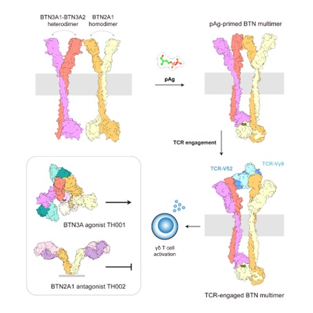 SLSPKU's tweet image. Junyu Xiao&apos;s lab reveals how BTN3A1, BTN3A2, and BTN2A1 work together to activate Vγ9Vδ2 T cells for novel γδ T cell therapies! #PKUResearch 
doi.org/10.1016/j.immu…