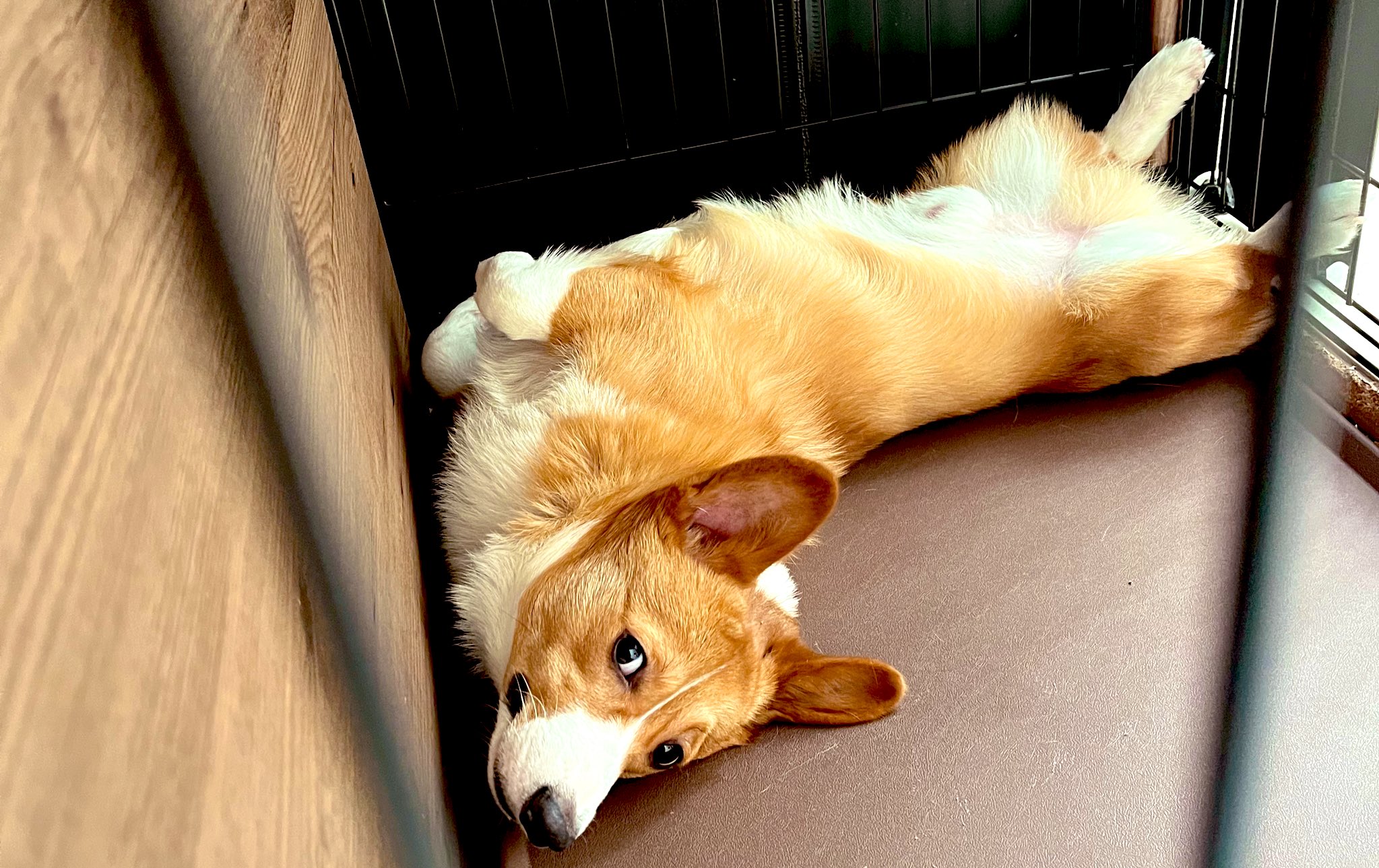 キコ@コーギー (@aika_corgi1112) / X