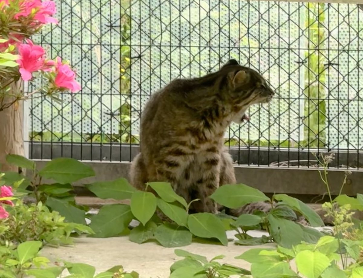 torayamaneko's tweet image. 対馬野生生物保護センターに設置の募金箱からお金を回収してきました。
なんと10,353円ありました!(今年3月設置)
みなさまありがとうございます!
(両替の手数料が掛かるので、50円以下はなるべくご遠慮下さいますようお願い申し上げます)
#ツシマヤマネコ