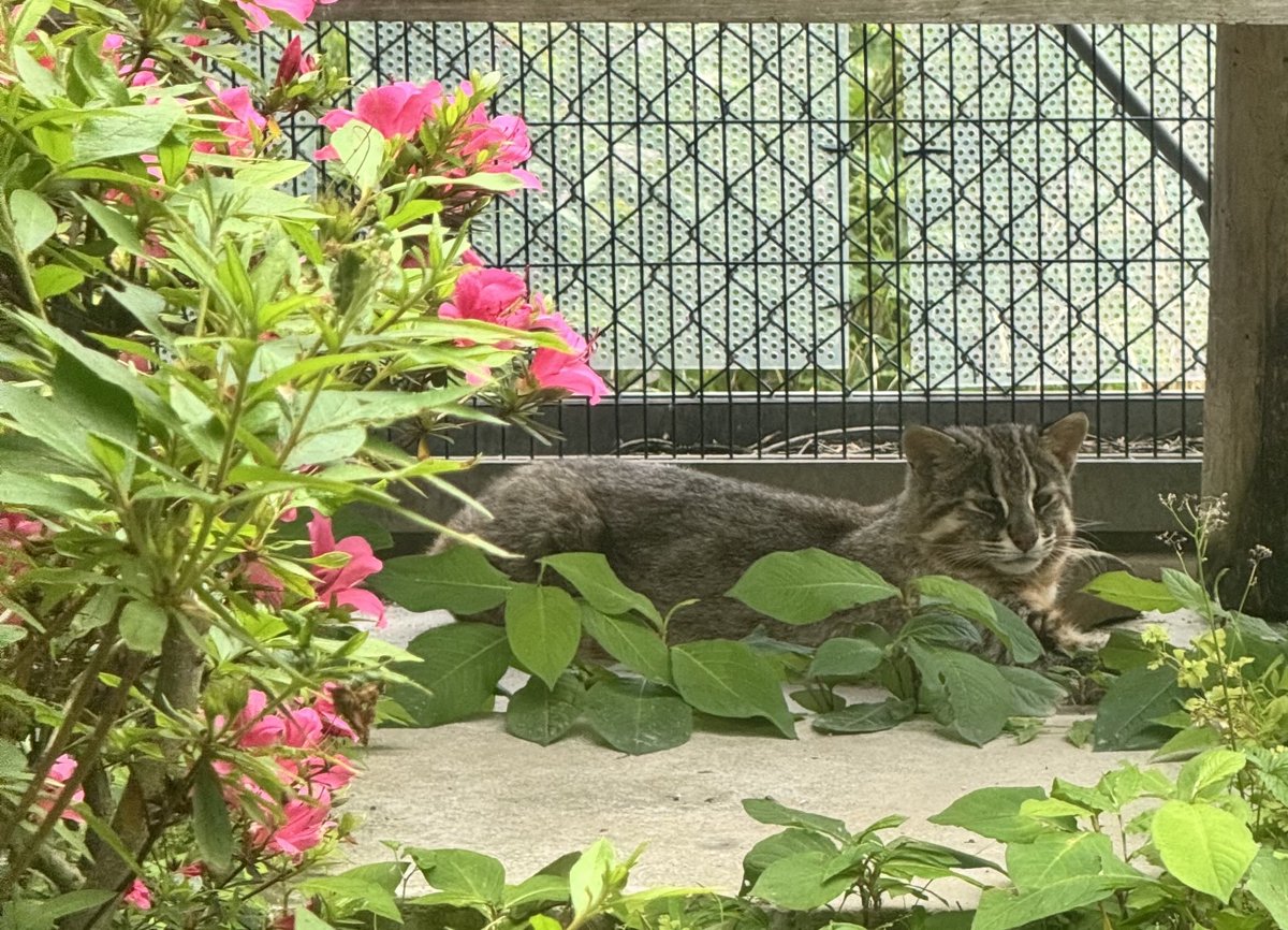 torayamaneko's tweet image. 対馬野生生物保護センターに設置の募金箱からお金を回収してきました。
なんと10,353円ありました!(今年3月設置)
みなさまありがとうございます!
(両替の手数料が掛かるので、50円以下はなるべくご遠慮下さいますようお願い申し上げます)
#ツシマヤマネコ