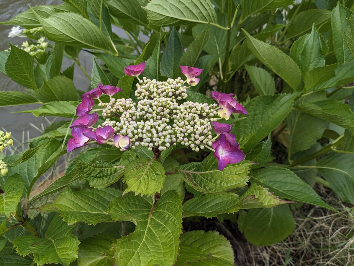 camelemonglass's tweet image. #Pixel5 #teampixel