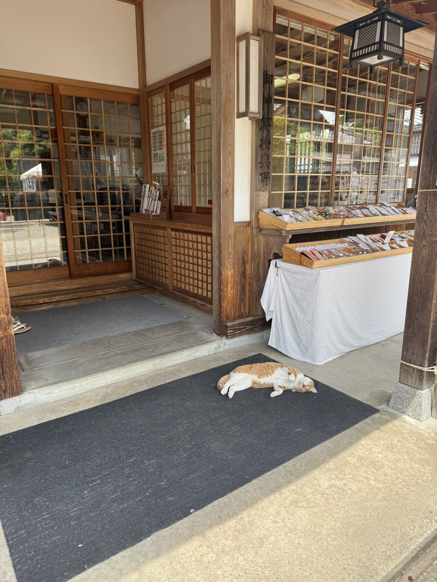 たまに猫が落ちてます。ご注意ください🐈