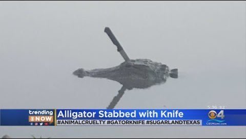 CROMANDO ๐ช ๐ซก (@mando_cro) on Twitter photo He took the knife so we could hodl the line! He left the world but
stayed on-chain. A martyr. A mascot. A message:
$STAB isn't rugged โ it's reborn.
LONG LIVE CROC WITH KNIFE!!
๐๐ช <a href="/StabCTO/">croc with knife</a>
#DeFiDelirium #CTO #crofamโฏโฏโฏโฏโฏโฏ
<a href="/cronos_chain/">Cronos</a> <a href="/onchain_wallet/">Crypto.com Onchain</a> <a href="/wolfswapdotapp/">Wolfswap | Swap & Earn</a> He took the knife so we could hodl the line! He left the world but
stayed on-chain. A martyr. A mascot. A message:
$STAB isn't rugged โ it's reborn.
LONG LIVE CROC WITH KNIFE!!
๐๐ช <a href="/StabCTO/">croc with knife</a>
#DeFiDelirium #CTO #crofamโฏโฏโฏโฏโฏโฏ
<a href="/cronos_chain/">Cronos</a> <a href="/onchain_wallet/">Crypto.com Onchain</a> <a href="/wolfswapdotapp/">Wolfswap | Swap & Earn</a>