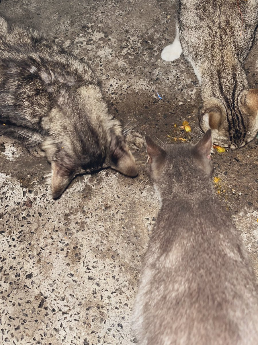 Meus gatos loucos por vatapá de acarajé 😮‍💨💅🏻🤫🤤🤣