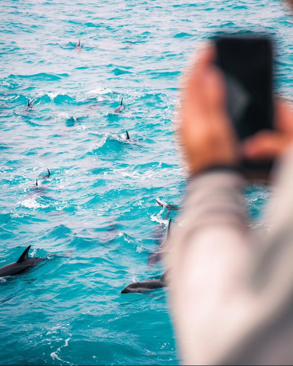 Surrounded by a pod of hundreds of dolphins, how would this make you feel? 🙌🏾 @jakefpollard 📸
#WhaleWatchKaikoura #NewZealand #Kaikoura