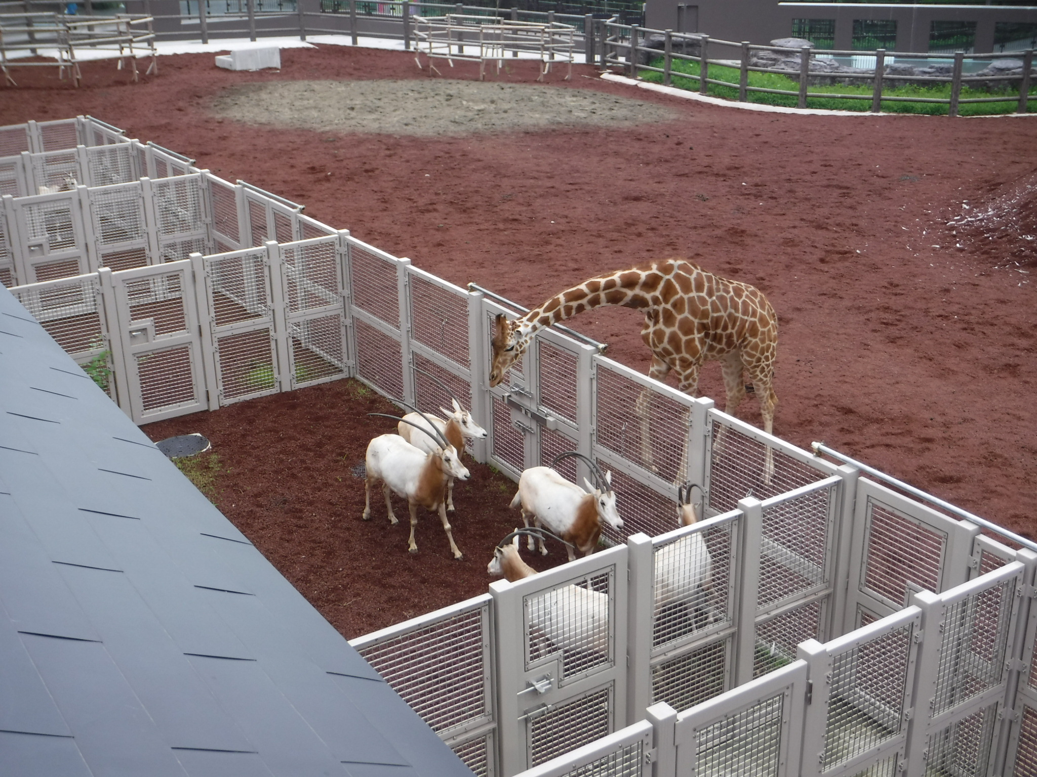 多摩動物公園［公式］ on X: 