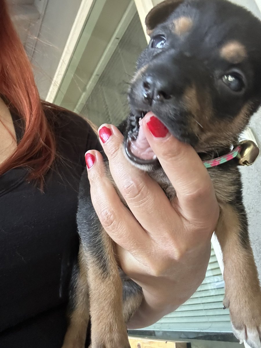 Letha Weapons (@letha_weapons) on Twitter photo Free puppy to a good home… the dog is 6 weeks old, 1/2 German shepherd, 1/2 Rottweiler. It was abandoned after a friend asked to hold it for a minute. The owner ran off. I’m sure it has no shots. Sweet, smart little girl. Based out of Sacramento Thelethaweapons@gmail.com Free puppy to a good home… the dog is 6 weeks old, 1/2 German shepherd, 1/2 Rottweiler. It was abandoned after a friend asked to hold it for a minute. The owner ran off. I’m sure it has no shots. Sweet, smart little girl. Based out of Sacramento Thelethaweapons@gmail.com