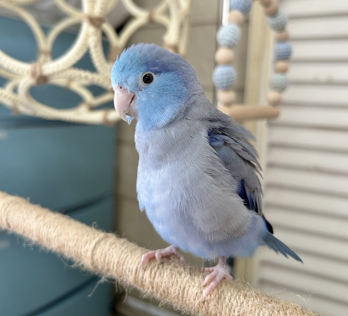 朝のぽぽすけはなんだか強そうだった💪