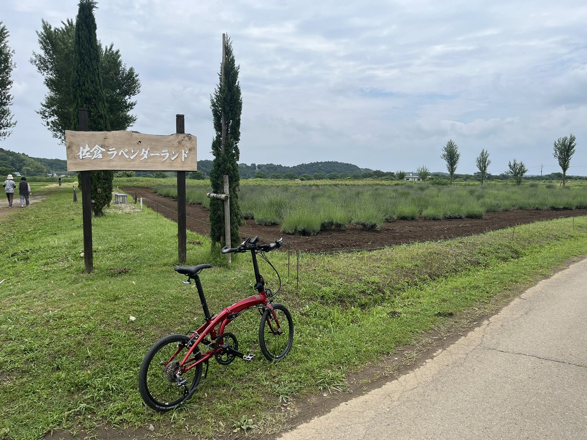 佐倉ラベンダーランド。