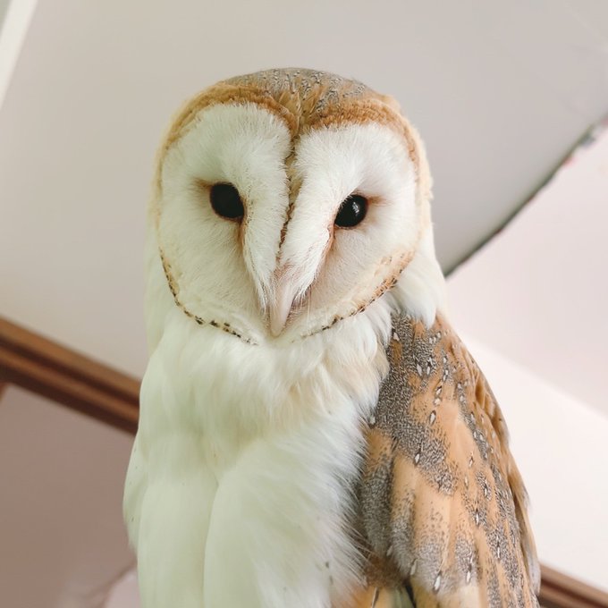  ふくろうの里 Owl Village