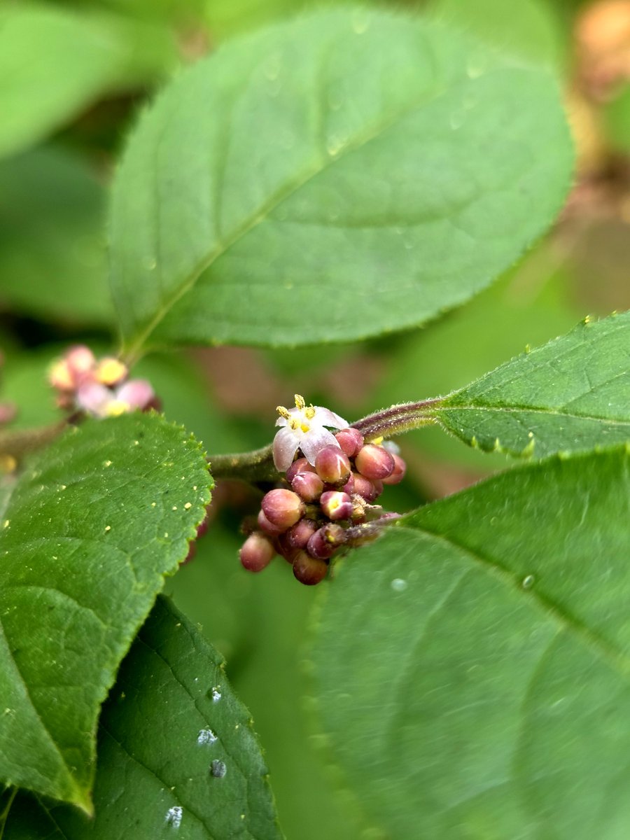 goldrose9090's tweet photo. 🌷Ilex serrata | The Quiet Flower Behind the Bright Winter Berries
🌸#IlexSerrata #SpringFlowers #KoreanPlants #NatureCycle #BerrySeason #TinyBlooms #GardenObservation #BotanicalBeauty #PlantLover
👉Read more here!:
🔗https://t.co/x0QVe9Au8E https://t.co/C25fQCG3kH