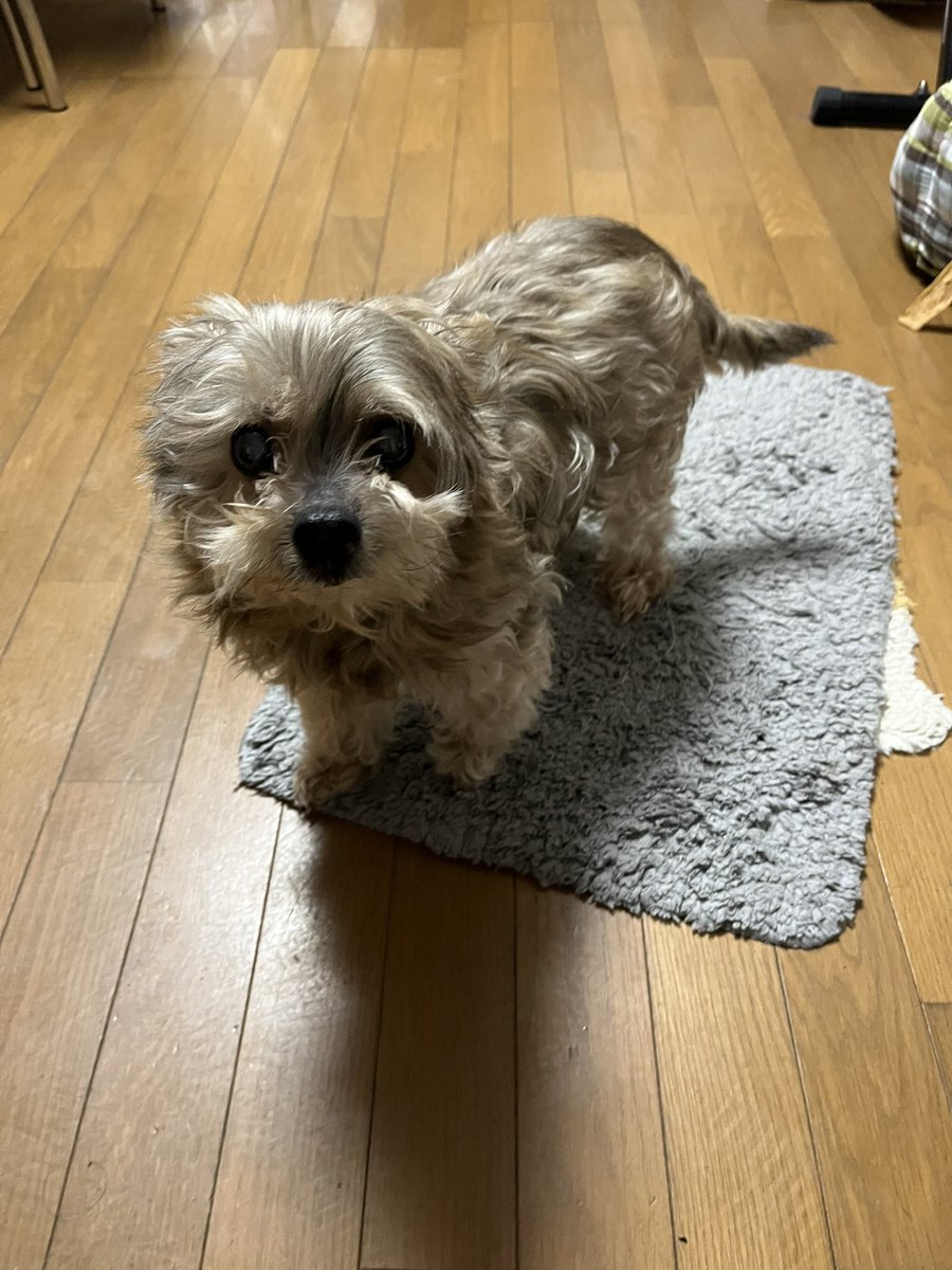 Medjed___07's tweet photo. 晩年の犬、良すぎる
また泣いてしまった
定期的に写真整理してたけど愛犬の写真だけは消さなくてよかった https://t.co/NySy59RxLA