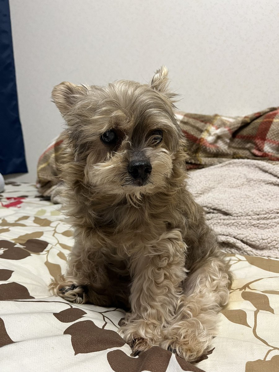 Medjed___07's tweet photo. 晩年の犬、良すぎる
また泣いてしまった
定期的に写真整理してたけど愛犬の写真だけは消さなくてよかった https://t.co/NySy59RxLA