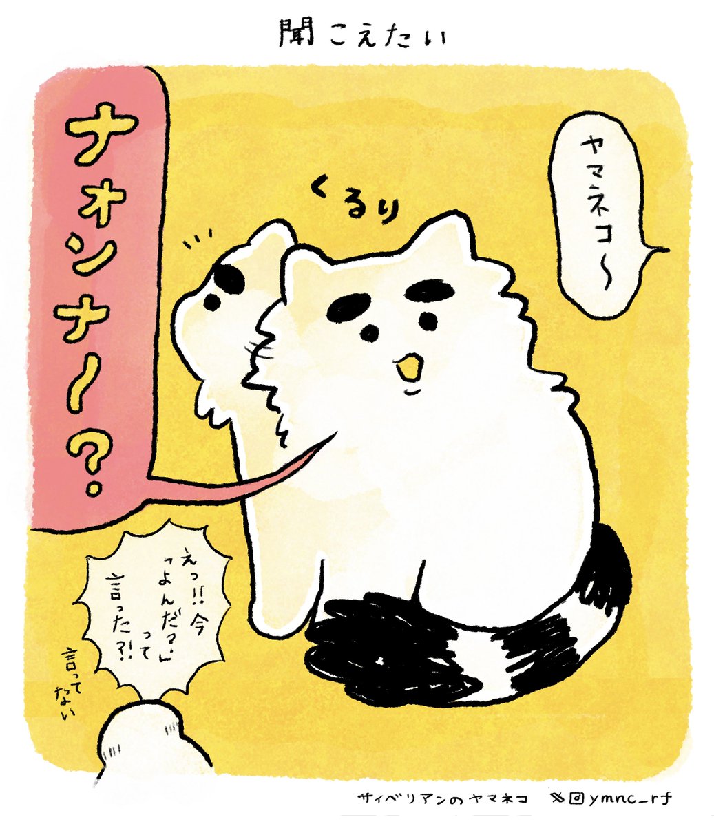 👂 #ヤマネコレポート