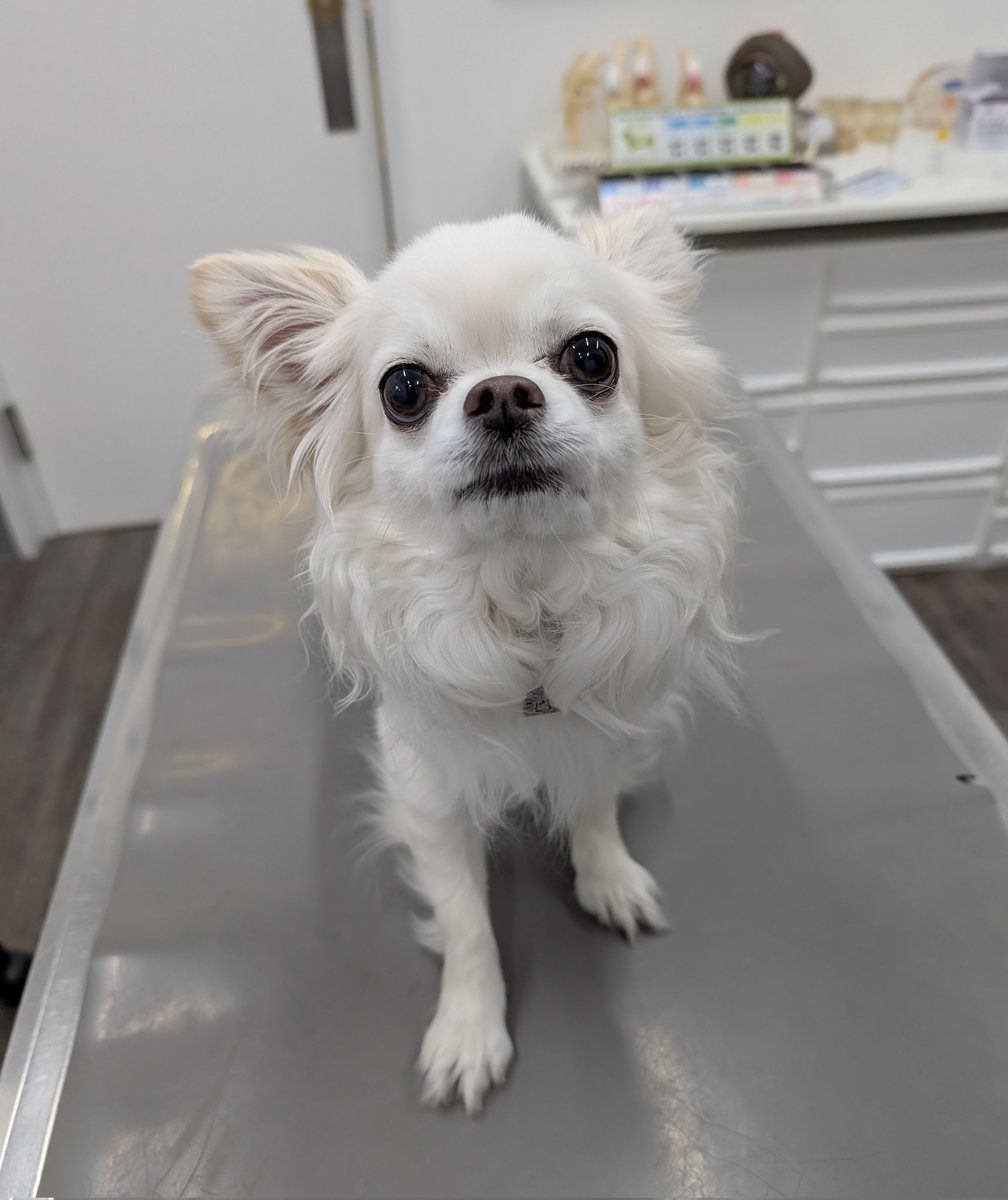 sawabeac's tweet photo. チワワのこじろうくん🐕️🐾
クリクリな目がかわいいですね☺️🤍
フィラリア検査がんばってくれて、とってもえらかったです👏✨

#今日のこじろうくん https://t.co/SJ4dzbsJww