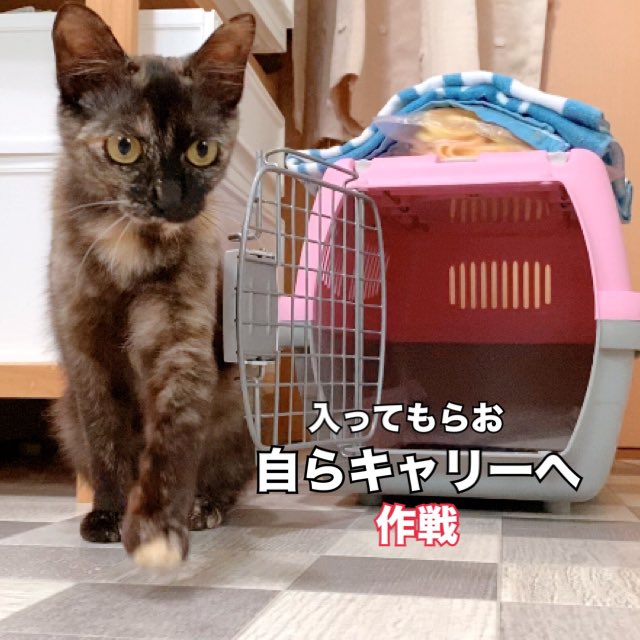 sen10teto's tweet photo. 見てもらえる場所で運営したい為Xほとんど稼働してないですが一応ご報告サビ子改め【まめ】です
いろんな事がありTNRあきらめましたYouTubeのコミュニティ投稿やショート、ロング動画をご確認いただけると助かります🙏収益になるのはロング動画です、個人で活動してる為、応援いただけると幸いです https://t.co/6z5Lbqd7lj