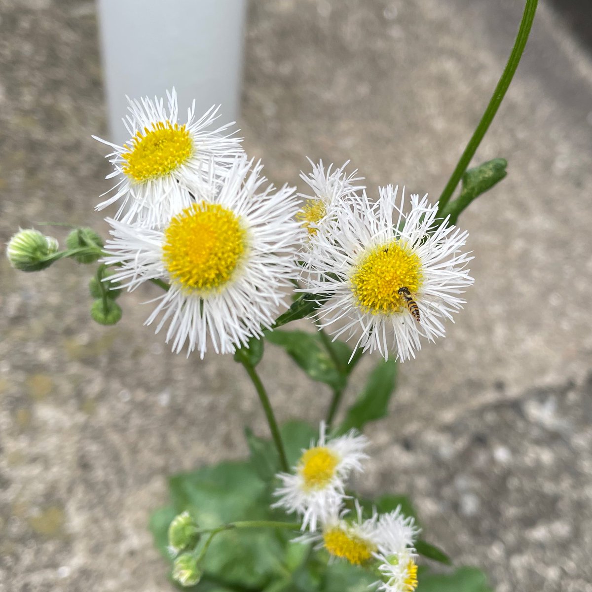東京都　#豊島区 #要町　は晴れ☀️
今日は久々に晴れだね😃

#ハルジオン　のお花が咲いていたよ❗️
ハチさんみたいな虫さんも発見👀✨
#フデヒメヒラタアブ　っぽい😳
アブはハチと違って人を刺さないらしいよ🐝
安心して観察できるね🔎✨✨

 #企業公式が毎朝地元の天気を言い合う
