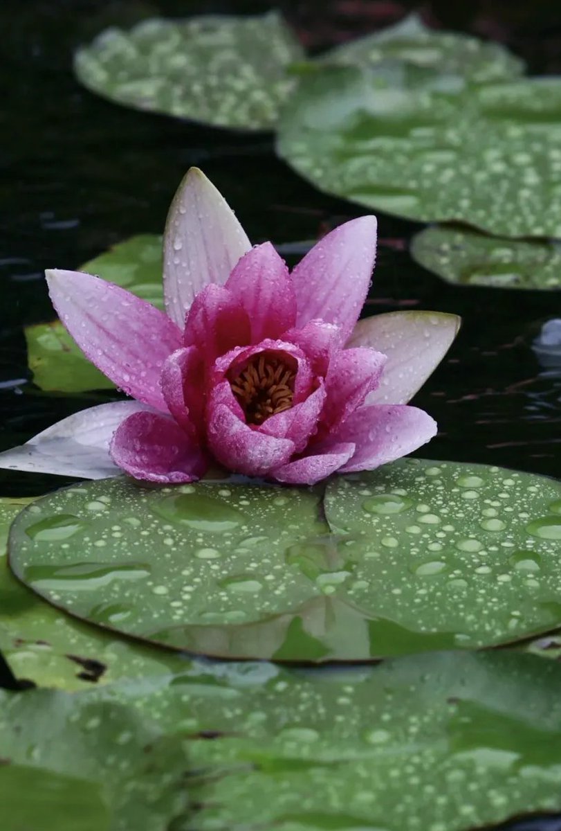 OpticsValleyCN's tweet photo. #Summer #rain turns #Wuhan Botanical Garden into a misty dreamscape! โ๐ฟ
The bright blooms of sunny days now glisten like painted petals, with the garden feeling like a secret haven for the shy, the quiet, and the hopelessly romantic. #OVCInBloom #BeautifulOVC #flower #nature https://t.co/sanY9ejQ6y