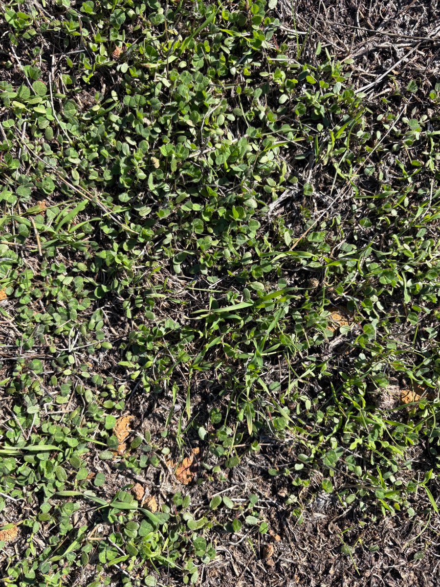 Scott Bowman tweet media