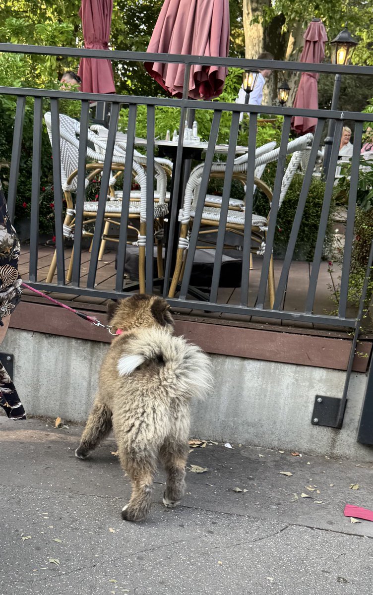 社長とかディレクターとか大層な肩書を持ってるのに実はスーパーインドアコミュ障野郎なのでこういう所にいるのがかなり辛い。
こういう時、脊髄反射で図々しく動ける人たちに心から憧れる。

挙げ句の果てに日本にはいない、見たこともない犬を見て写真を撮りたくてもそっぽ向かれる始末。