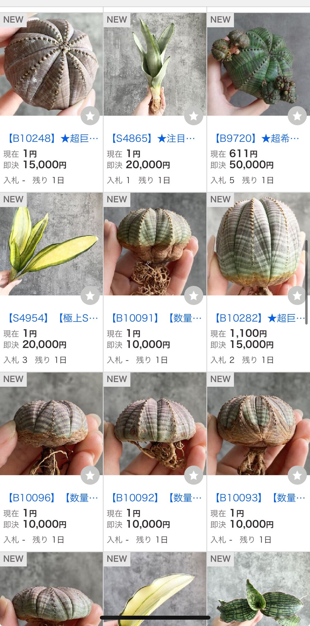 Setagaya plants market🪴 (@setagaya_plants) / X