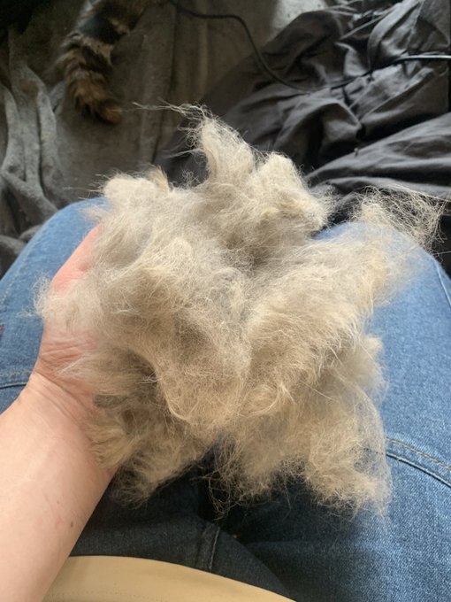 監督のぬけがら( ΦωΦ ) 